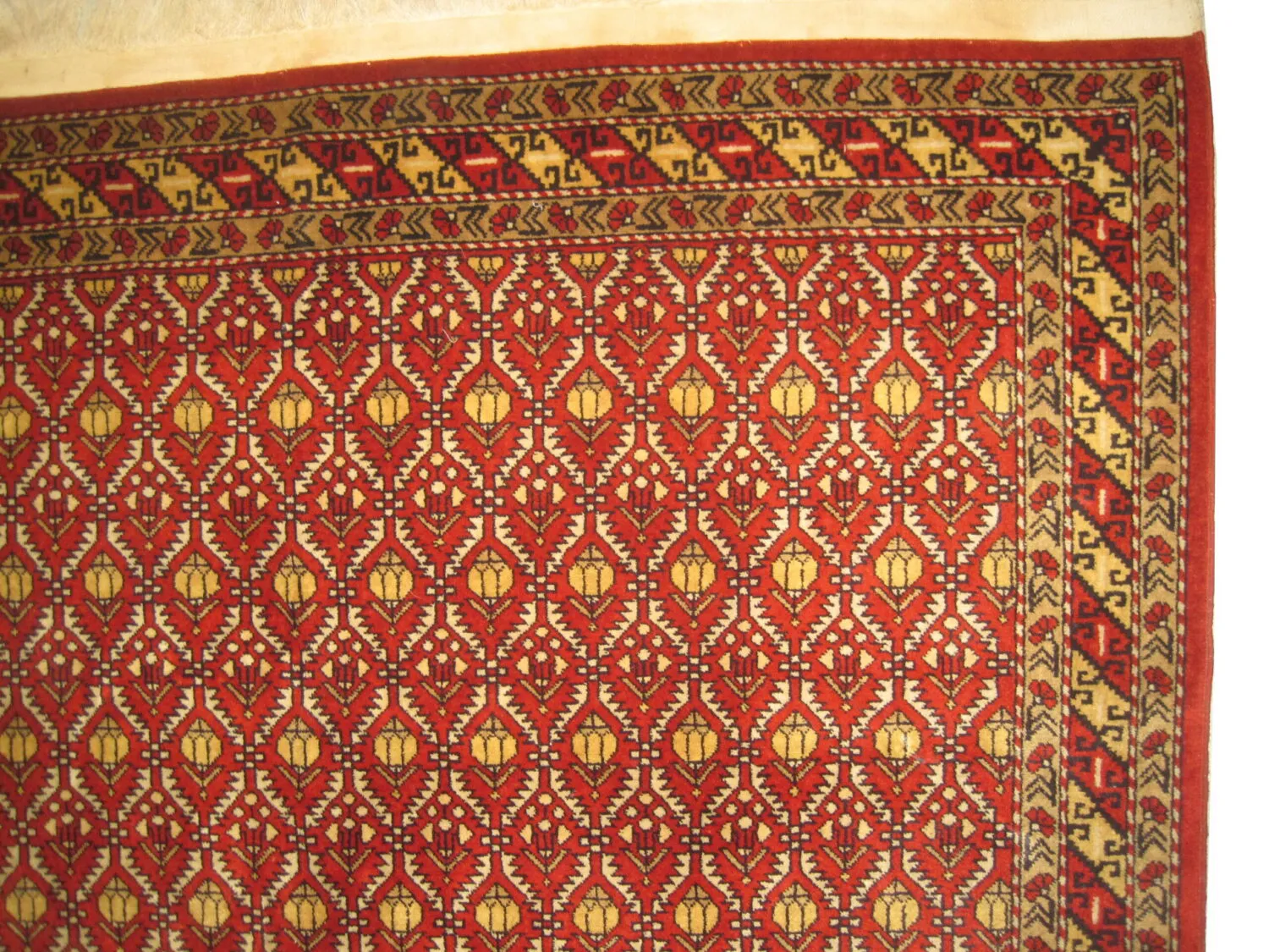 Dagstan Caucasian - Image 3