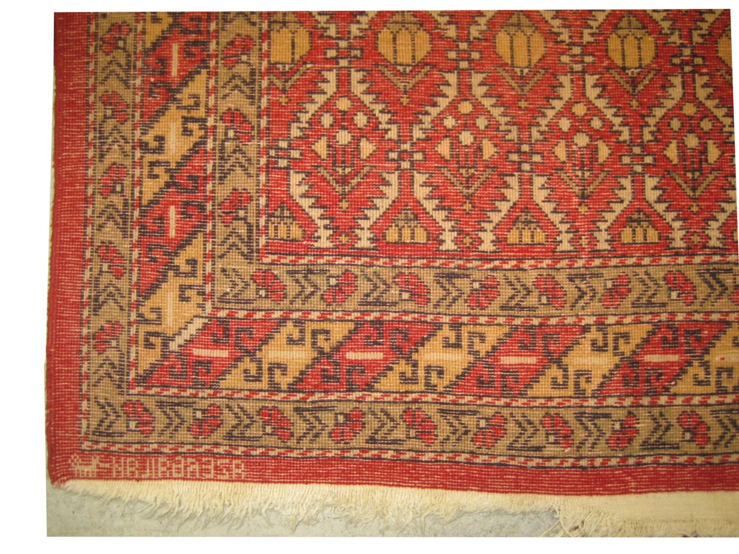 Dagstan Caucasian - Image 4