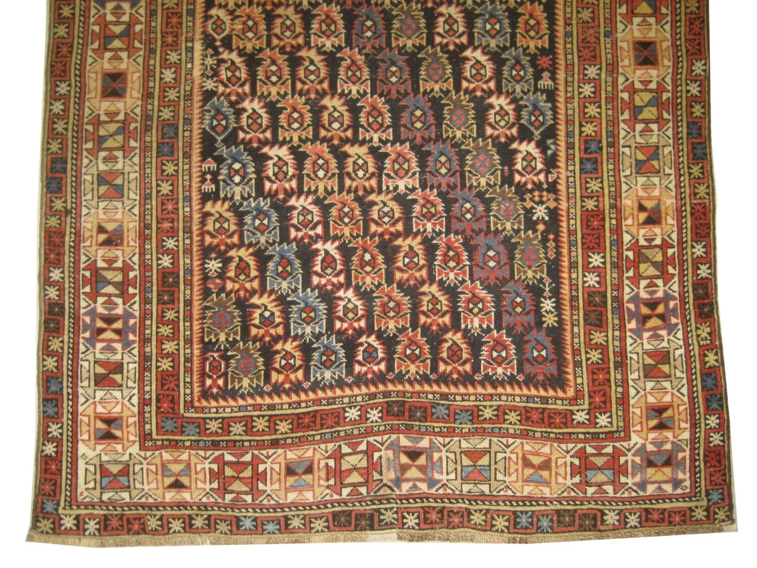 Marasali Caucasian - Image 5