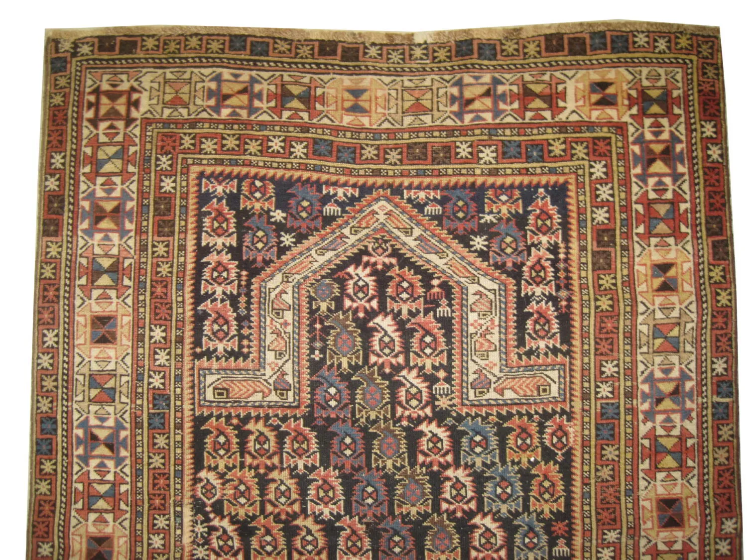 Marasali Caucasian - Image 4