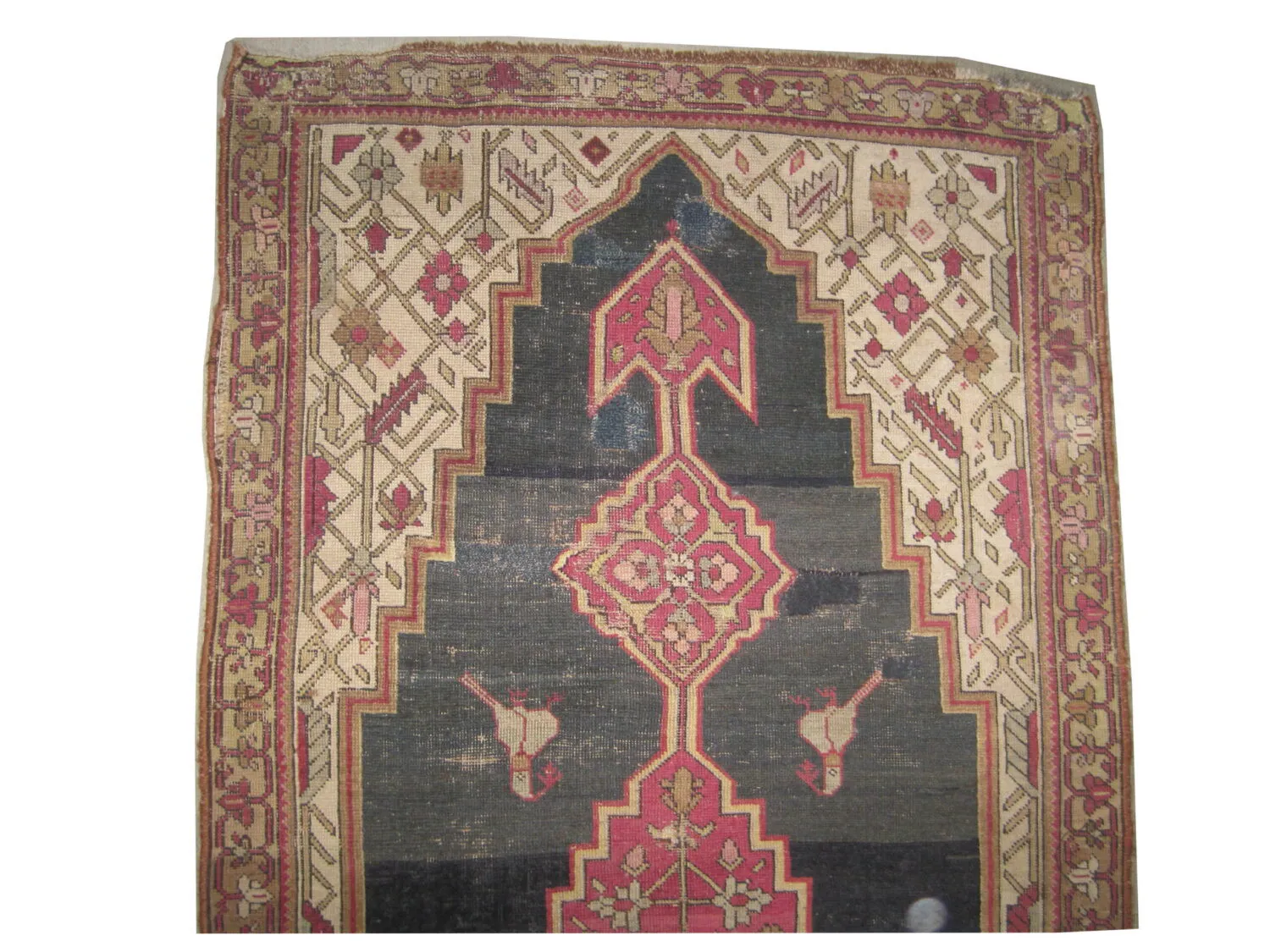 Shusha Caucasian - Image 3