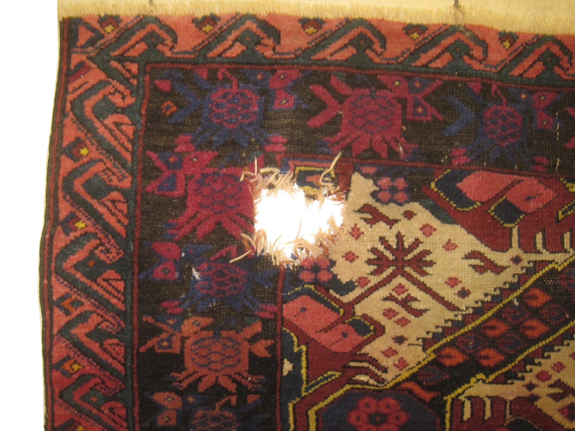 Sejshour Caucasian - Image 4