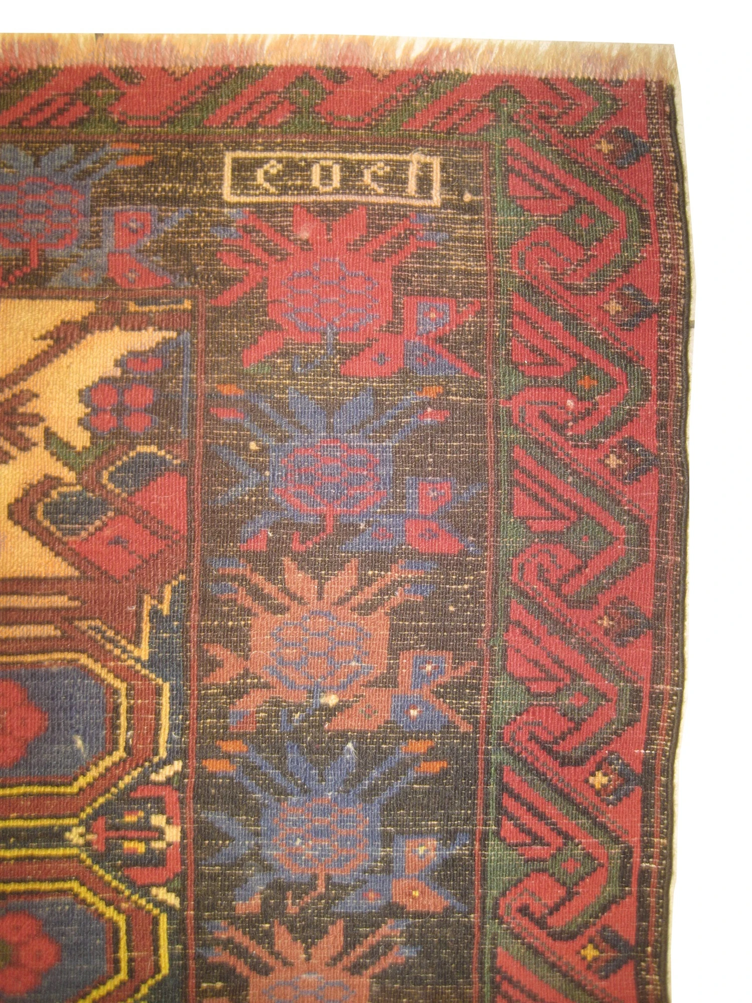 Sejshour Caucasian - Image 5