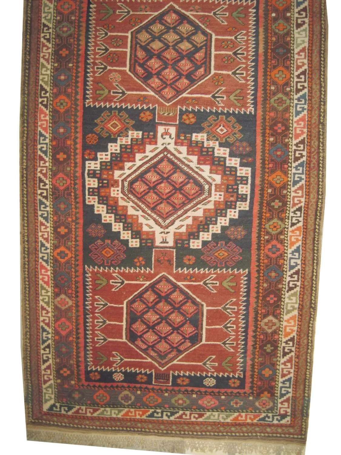 Shirvan Caucasian - Image 3