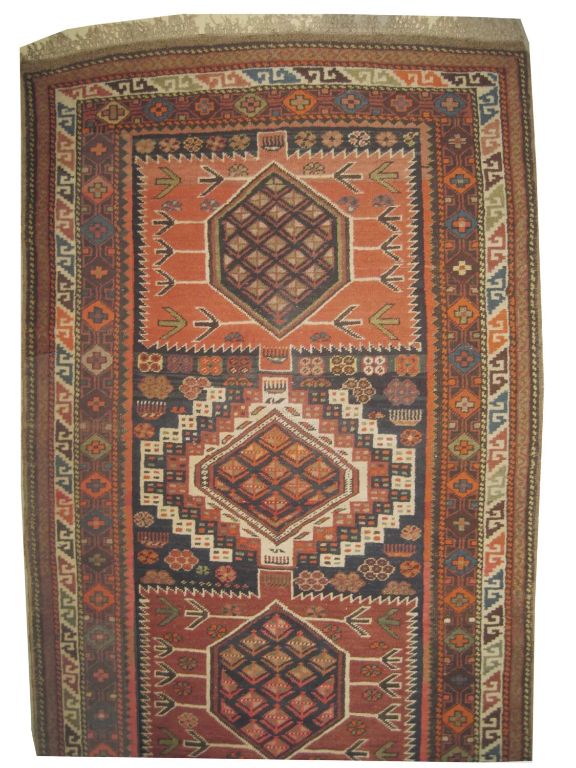 Shirvan Caucasian - Image 2