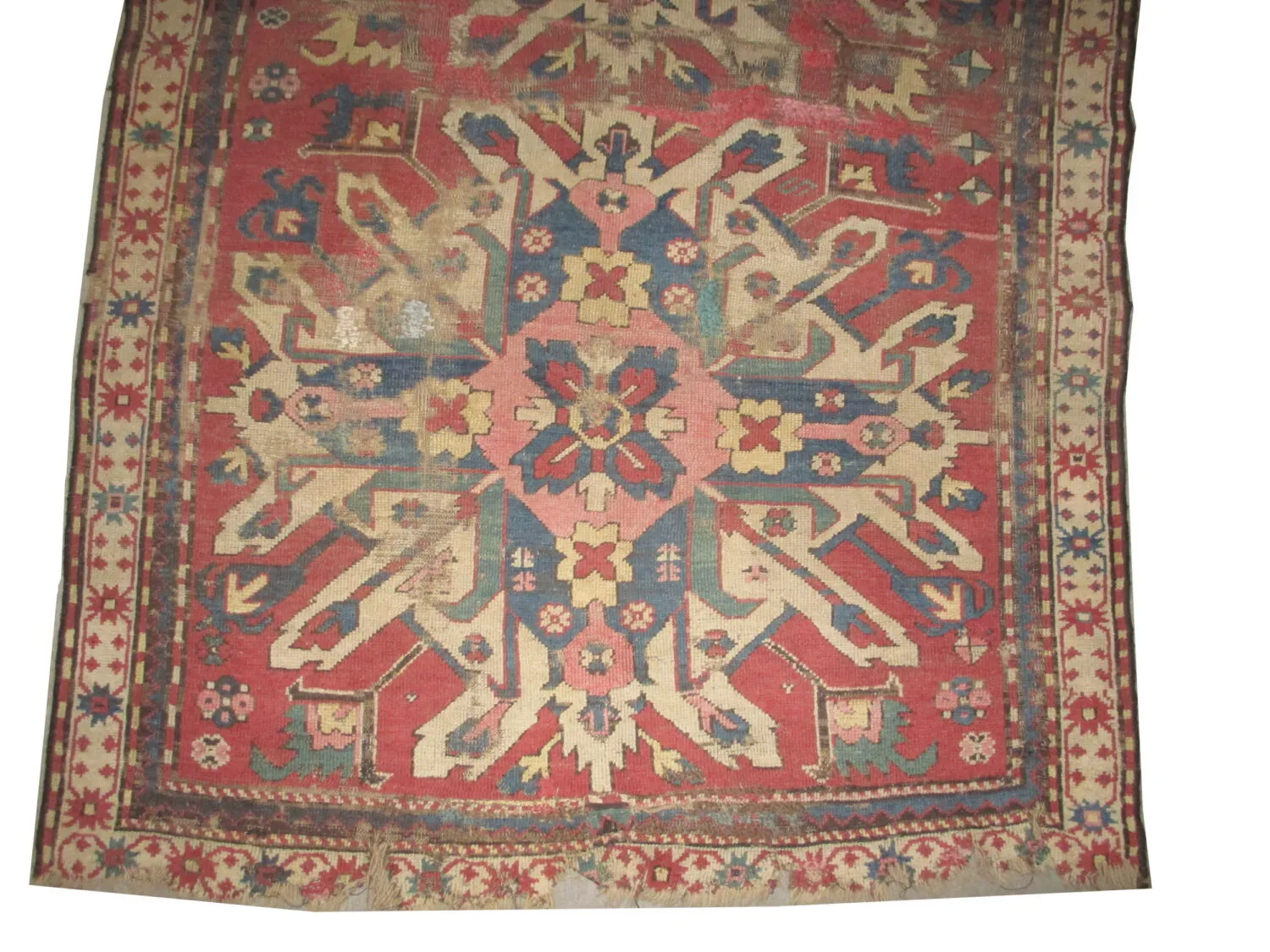 Chelaberd Caucasian - Image 4