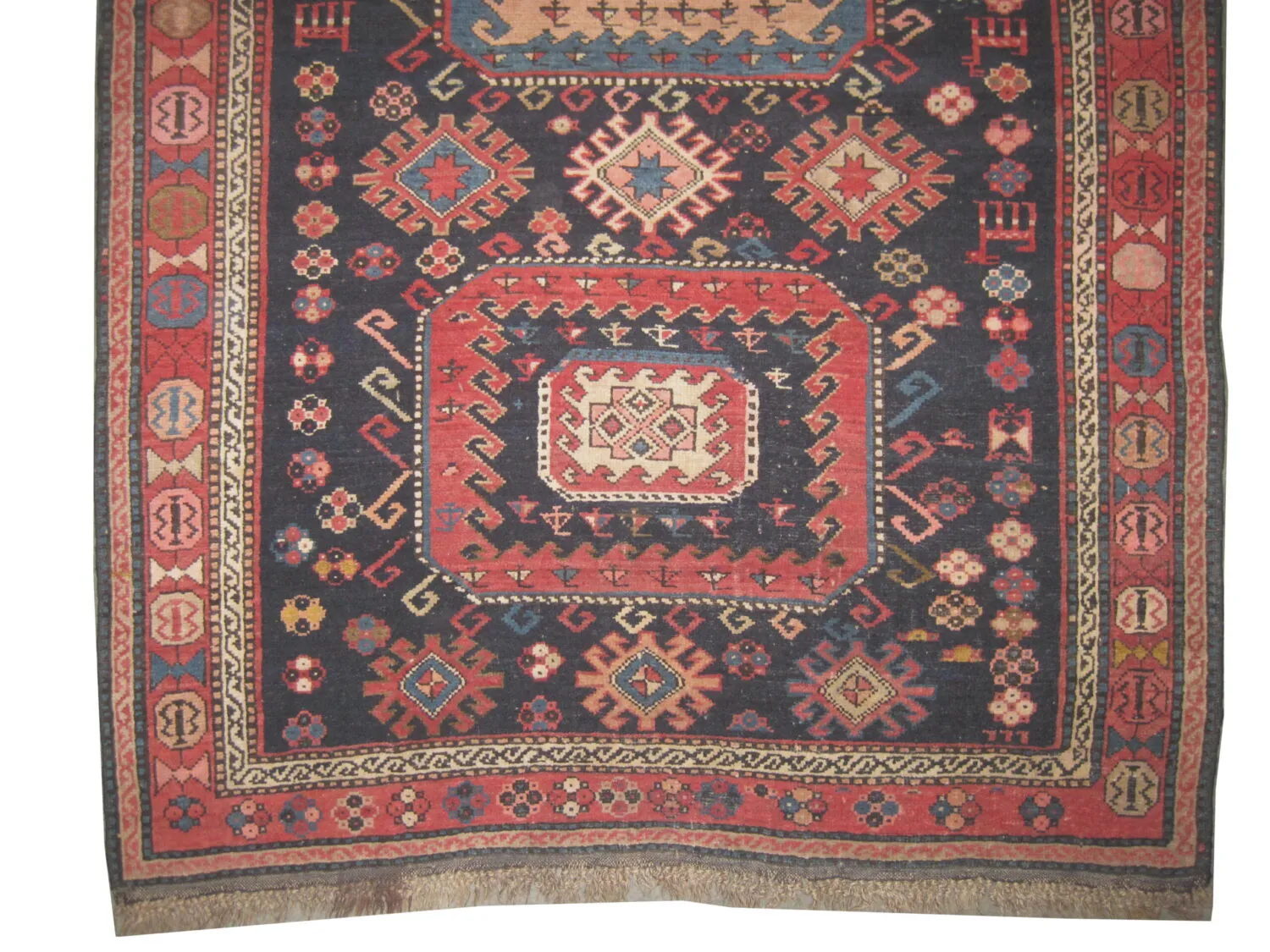 Chajli Caucasian - Image 2