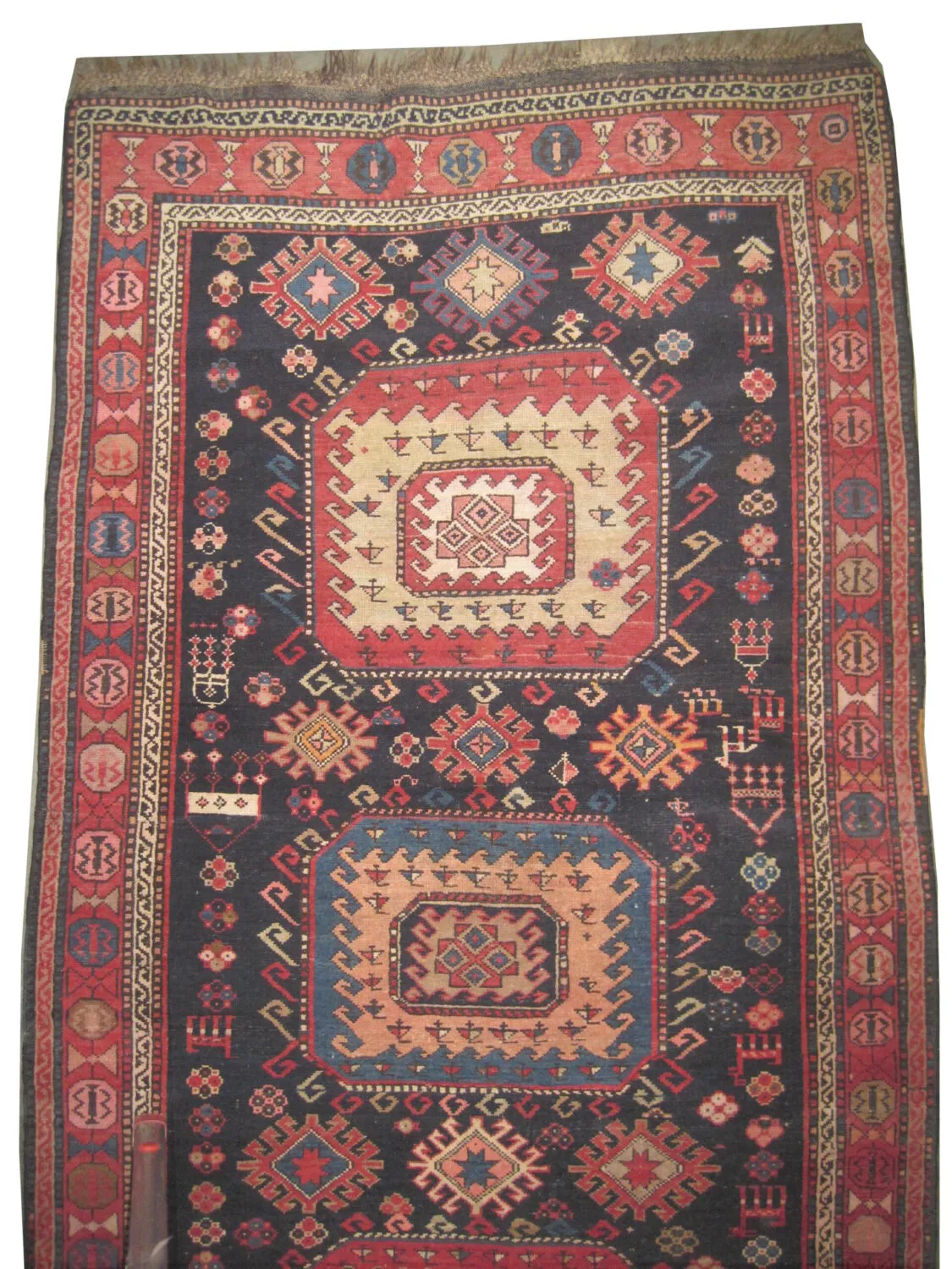 Chajli Caucasian - Image 3