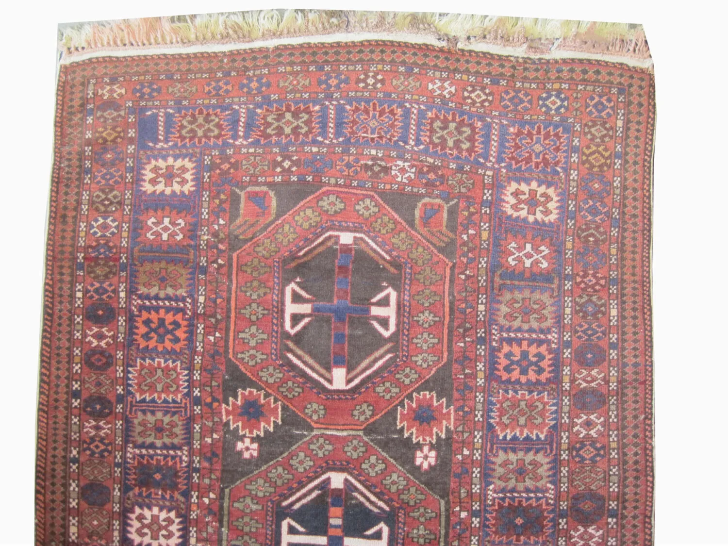 Shirvan Caucasian - Image 2