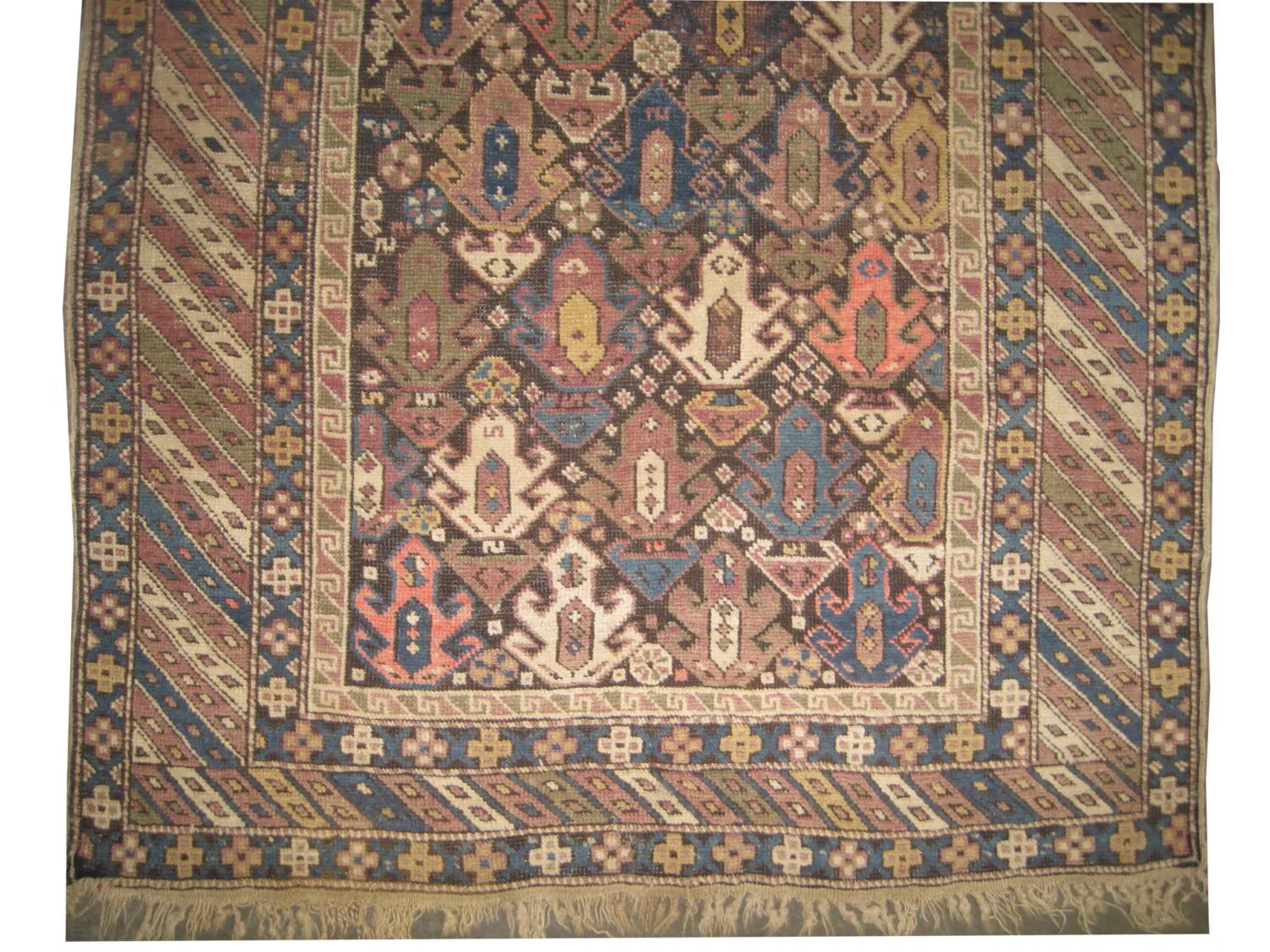 Shirvan Caucasian - Image 2