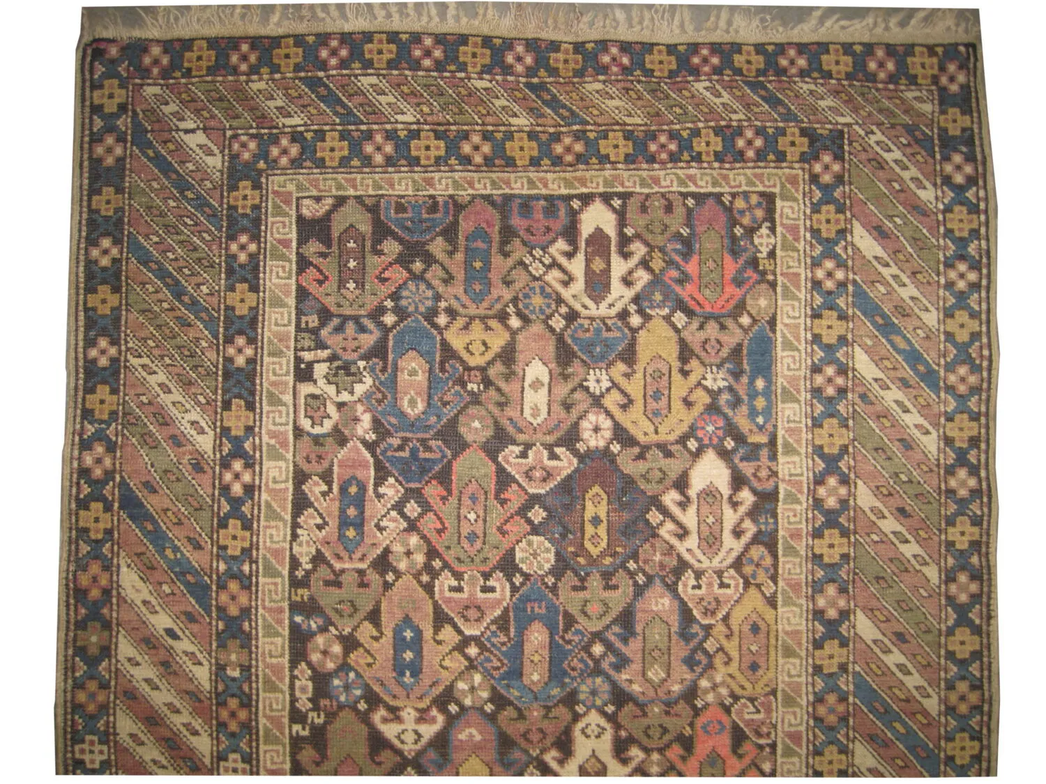 Shirvan Caucasian - Image 3