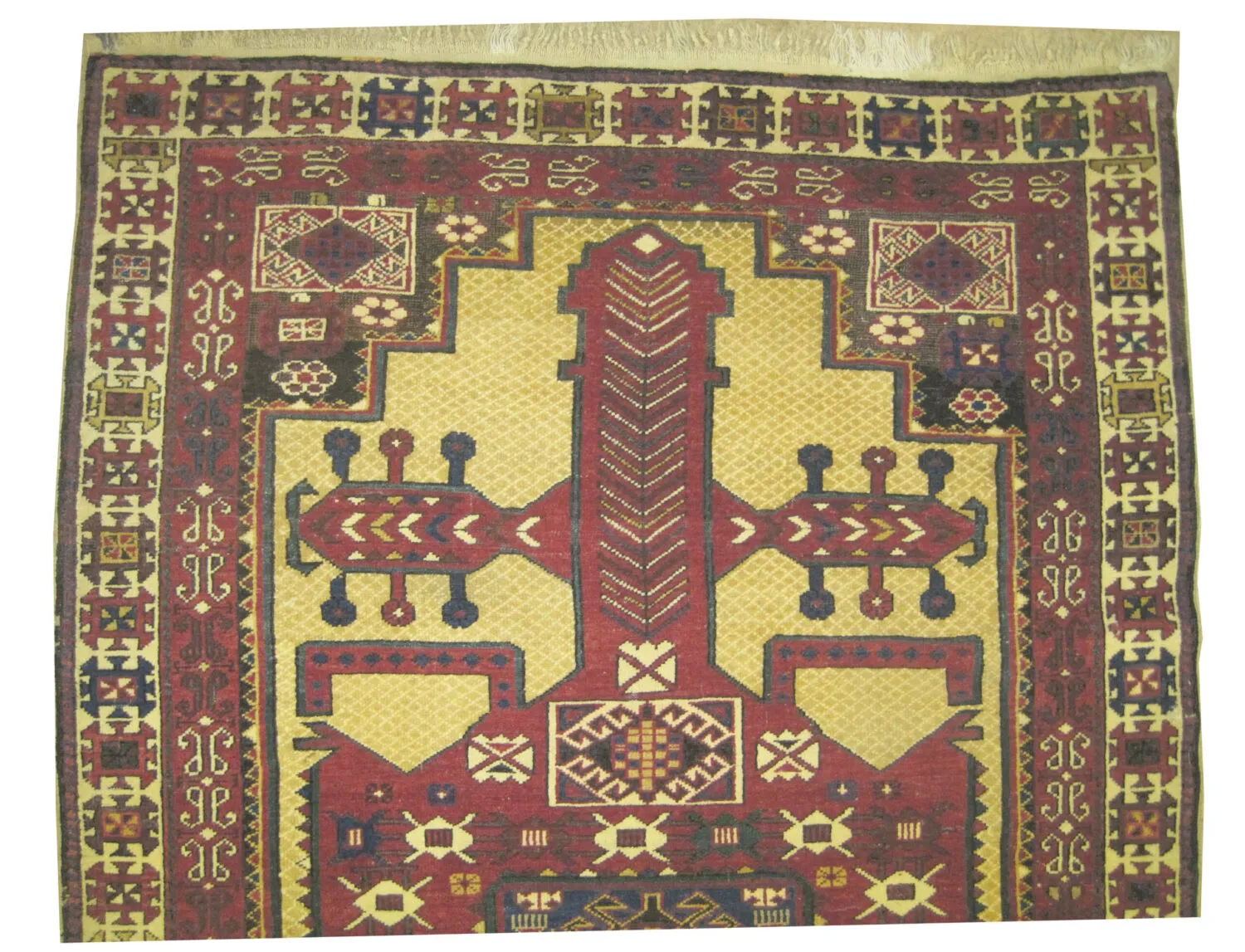 Shirvan Caucasian - Image 3