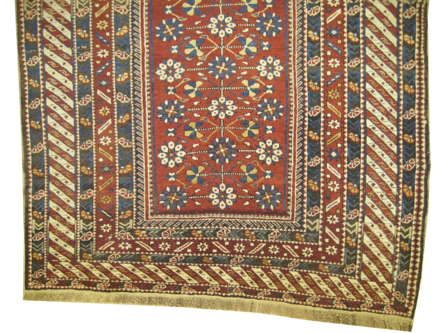 Shirvan Caucasian - Image 3