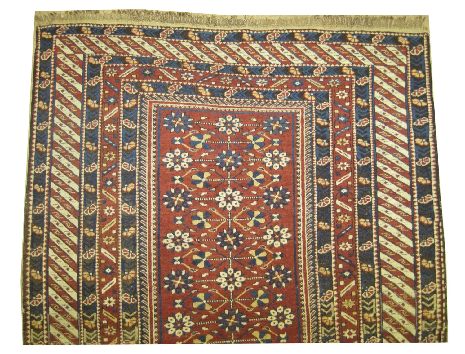 Shirvan Caucasian - Image 2