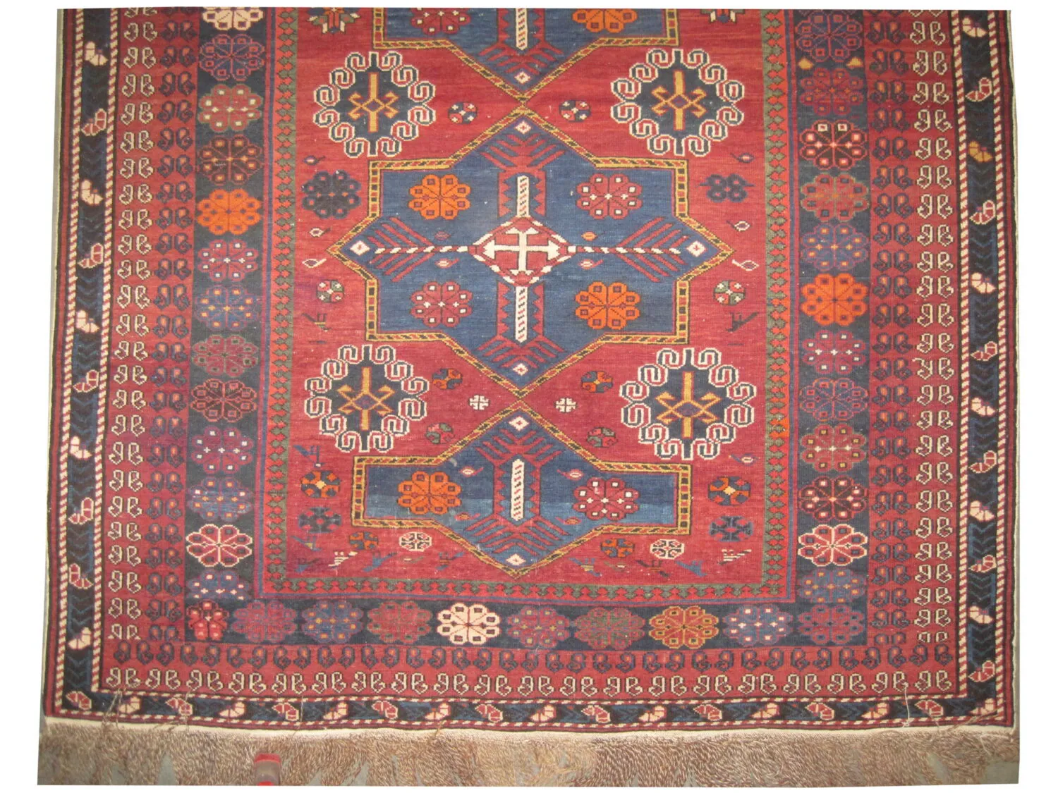 Shirvan Caucasian - Image 3