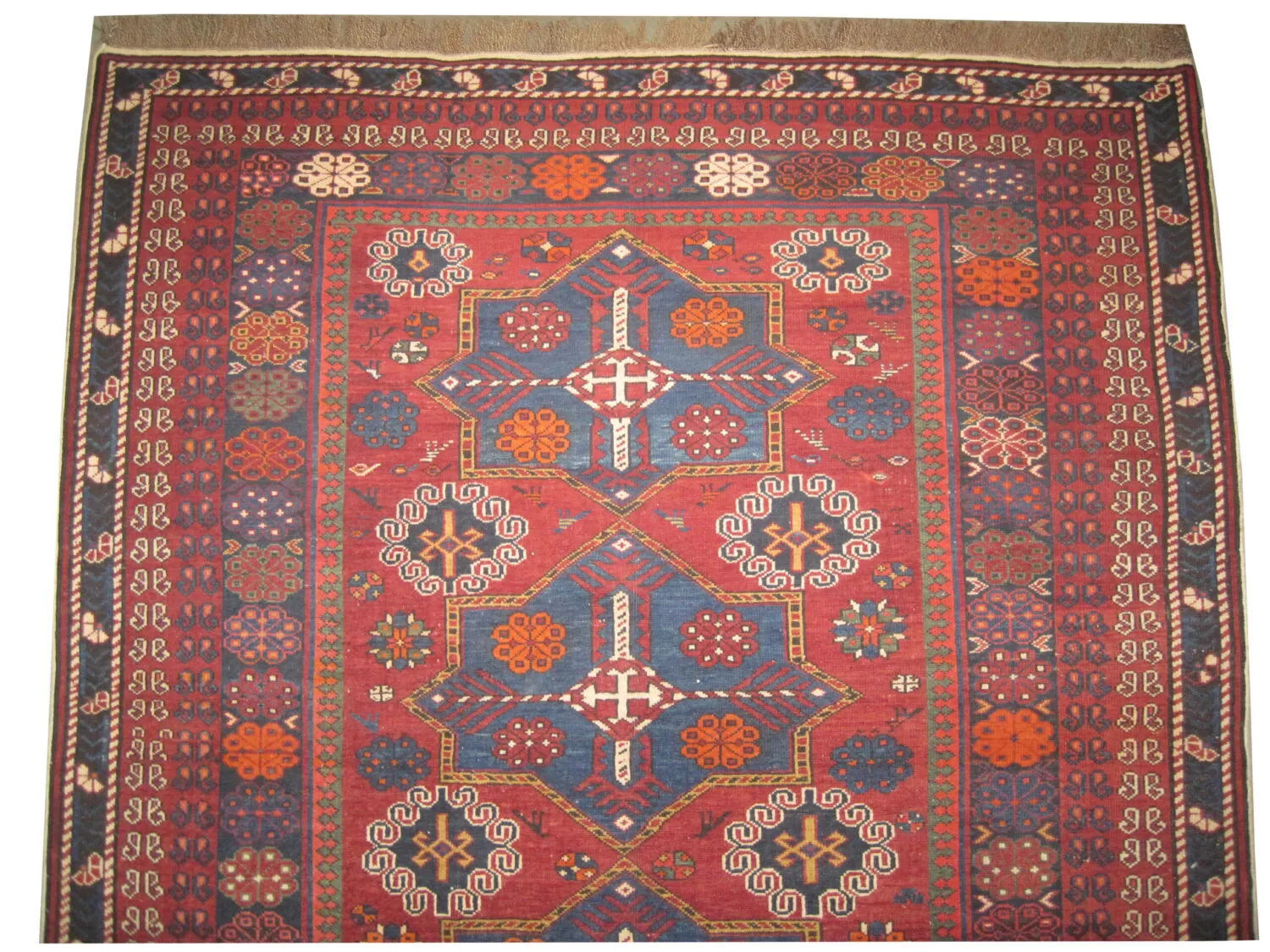 Shirvan Caucasian - Image 2