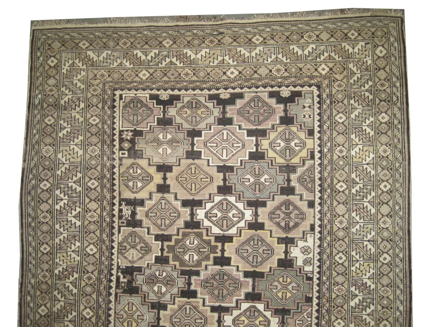 Shirvan Caucasian - Image 2