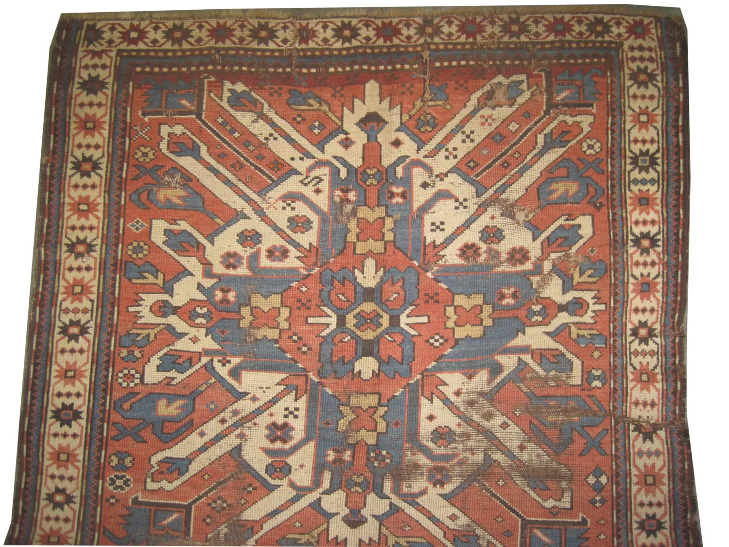 Chelaberd Caucasian - Image 3