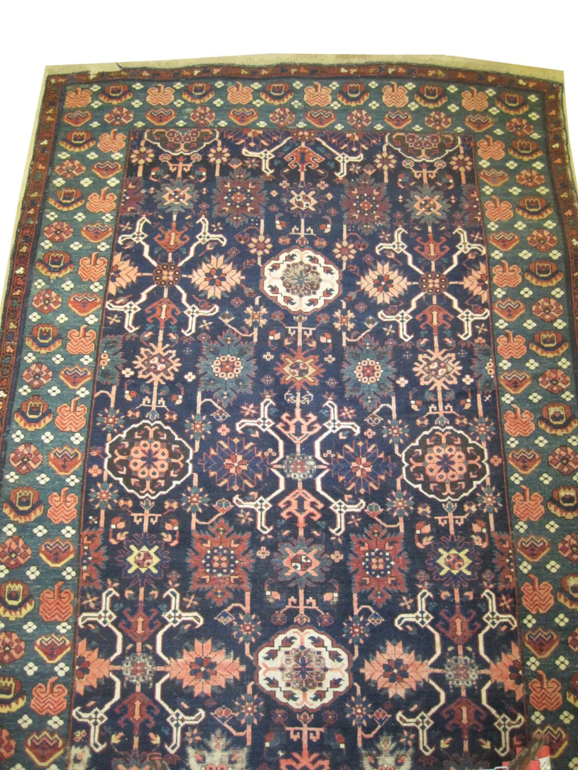 Karakashli Caucasian - Image 2