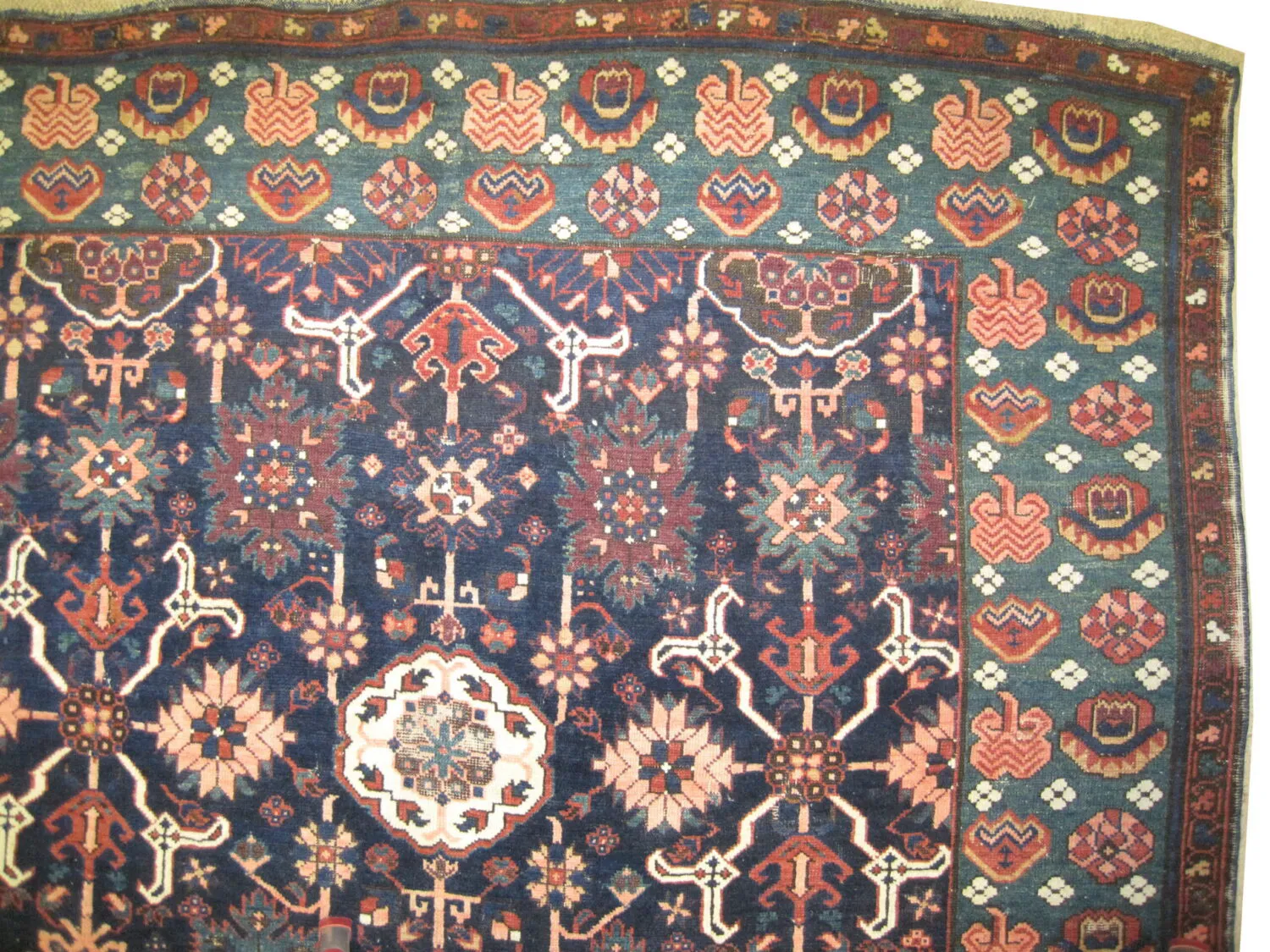 Karakashli Caucasian - Image 3