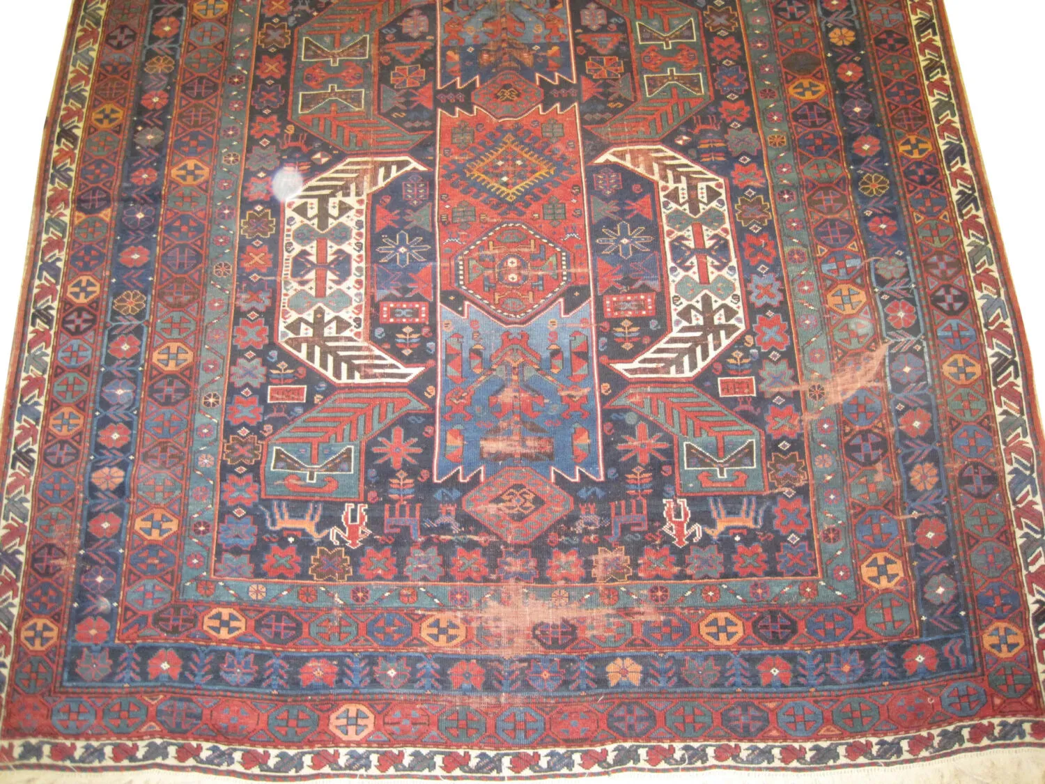 Goradis Caucasian - Image 4