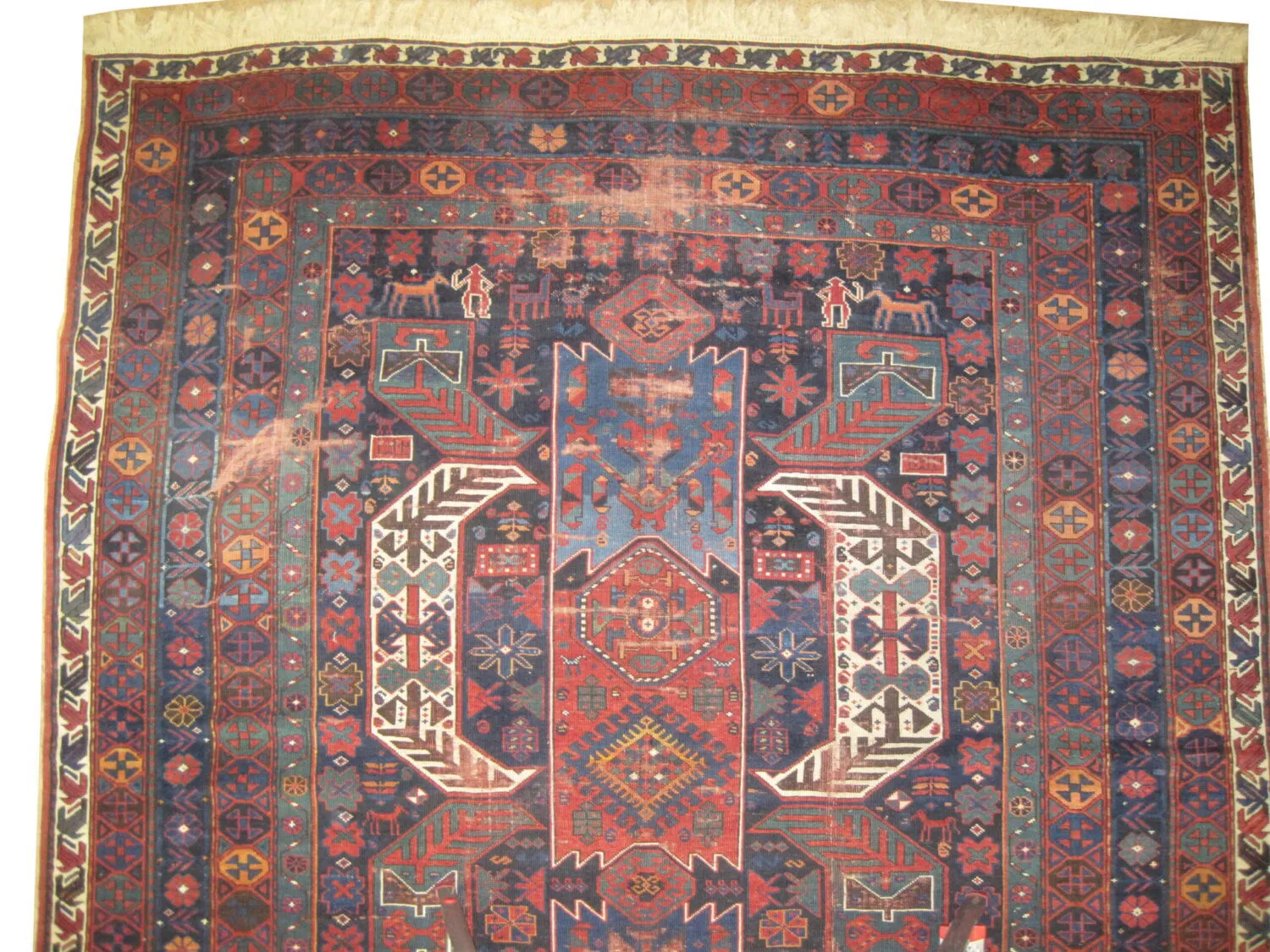 Goradis Caucasian - Image 2