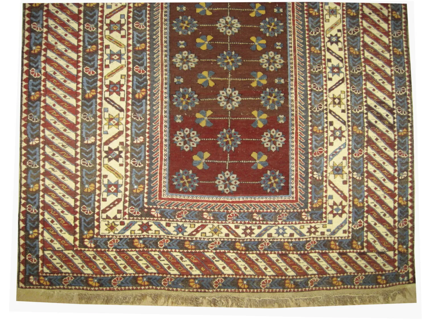 Shirvan Caucasian - Image 2