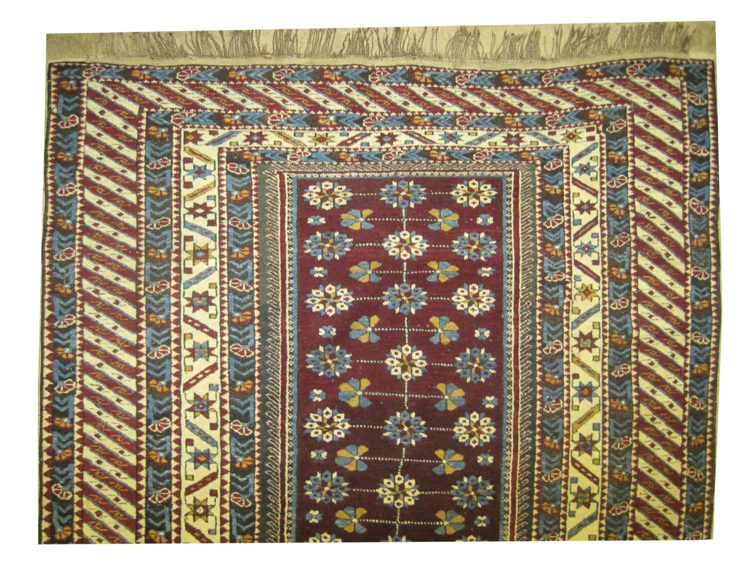 Shirvan Caucasian - Image 3