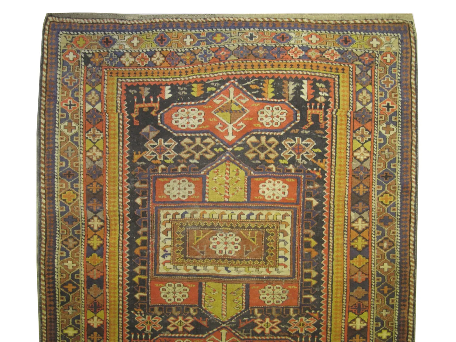 Shirvan Caucasian - Image 3