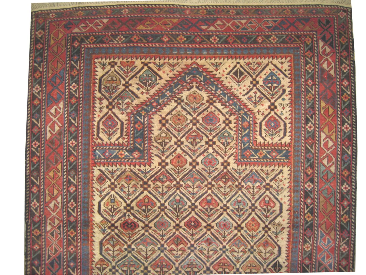 Shirvan Caucasian - Image 2