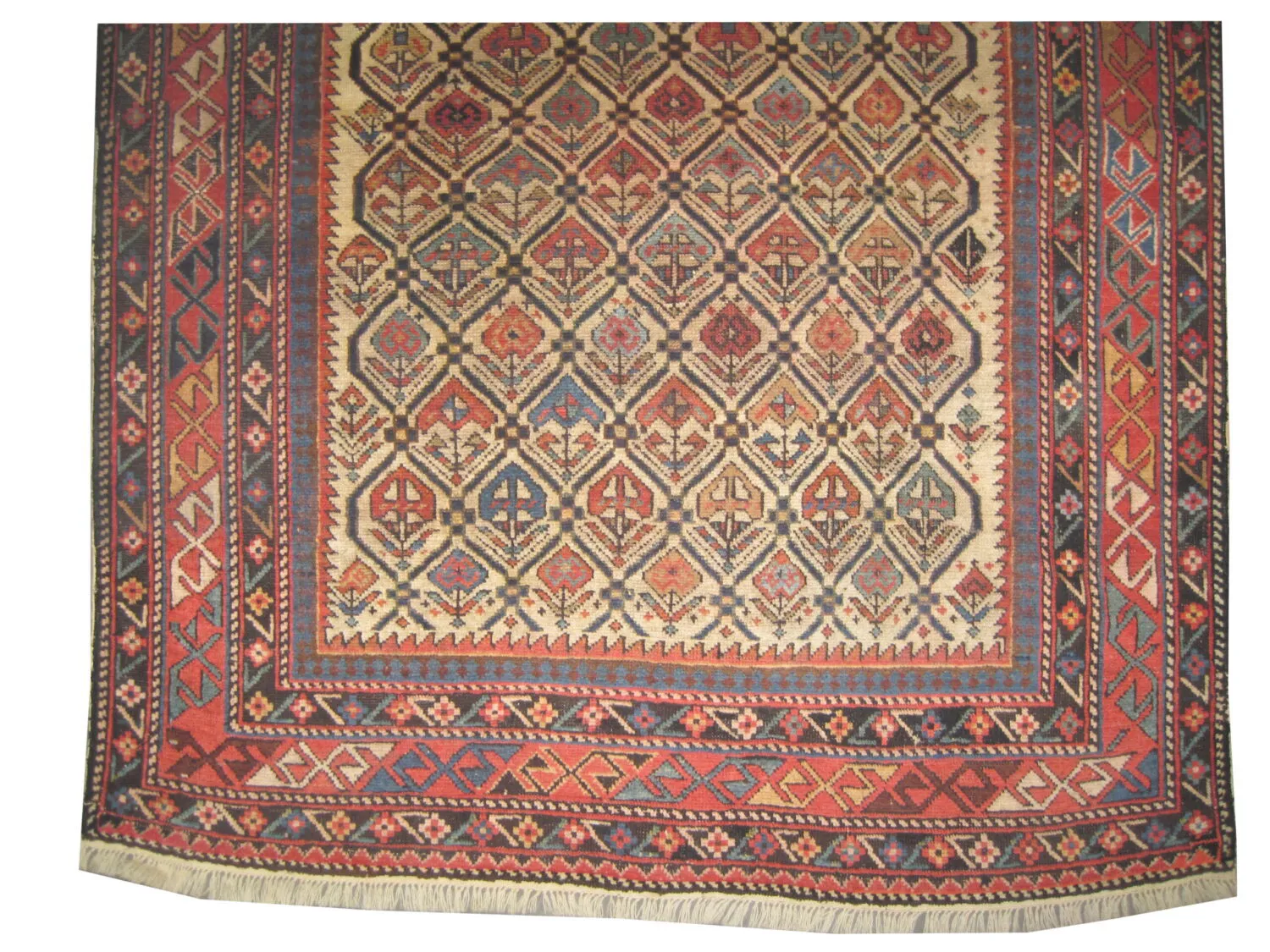Shirvan Caucasian - Image 3