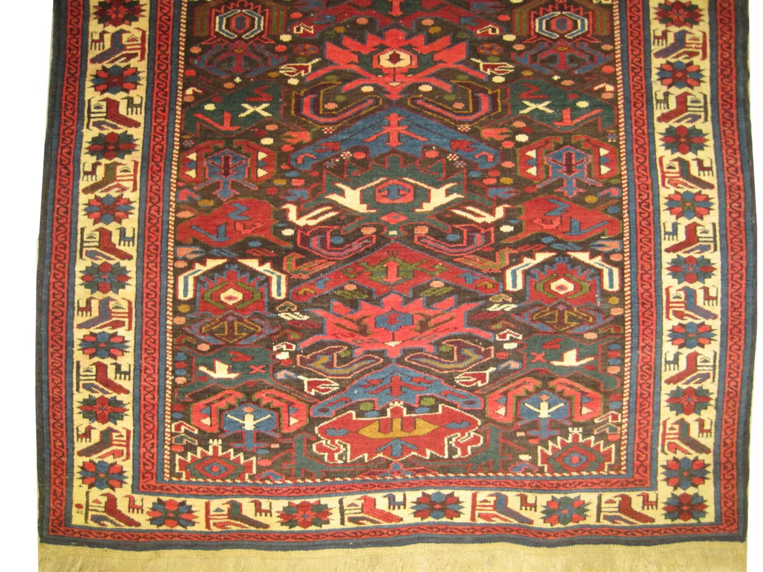 Bidjof Caucasian - Image 3