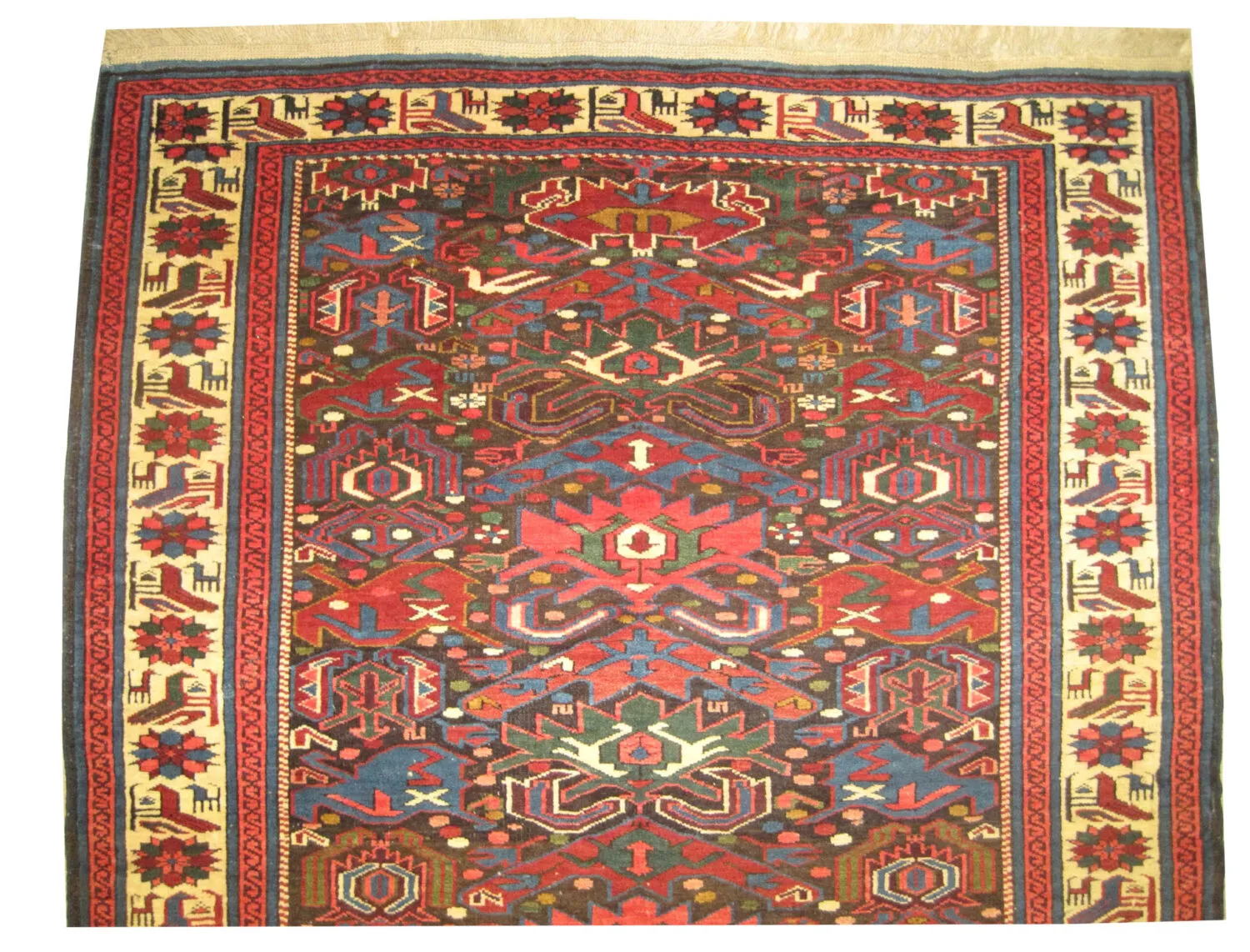 Bidjof Caucasian - Image 2