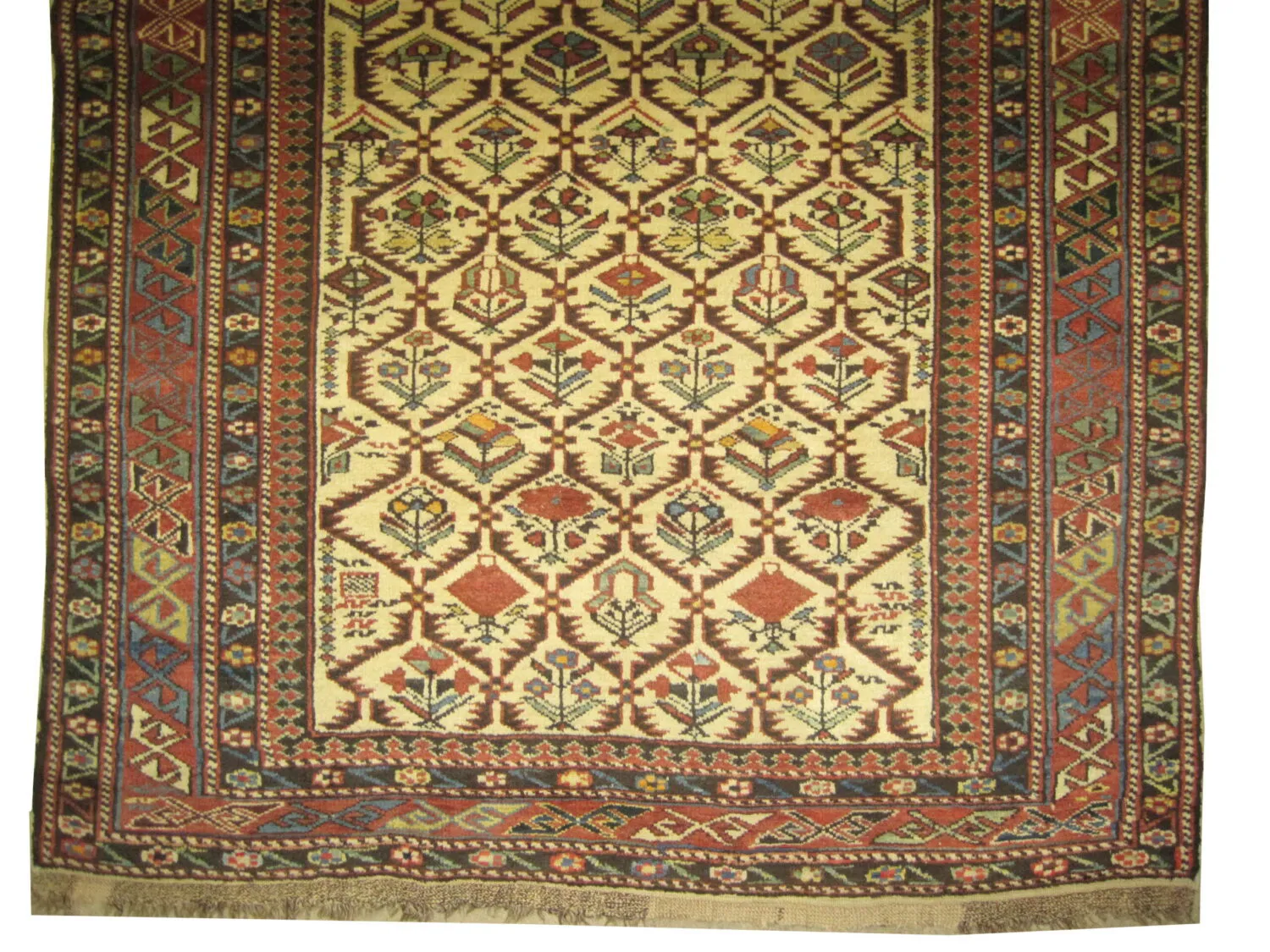 Dagstan Caucasian - Image 2