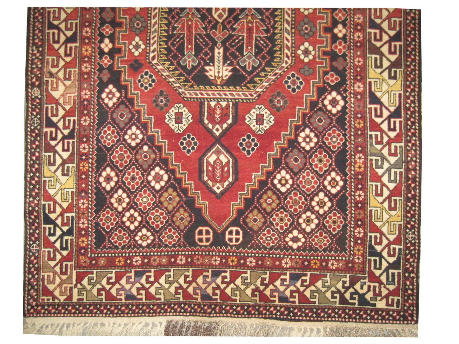 Shirvan Caucasian - Image 3