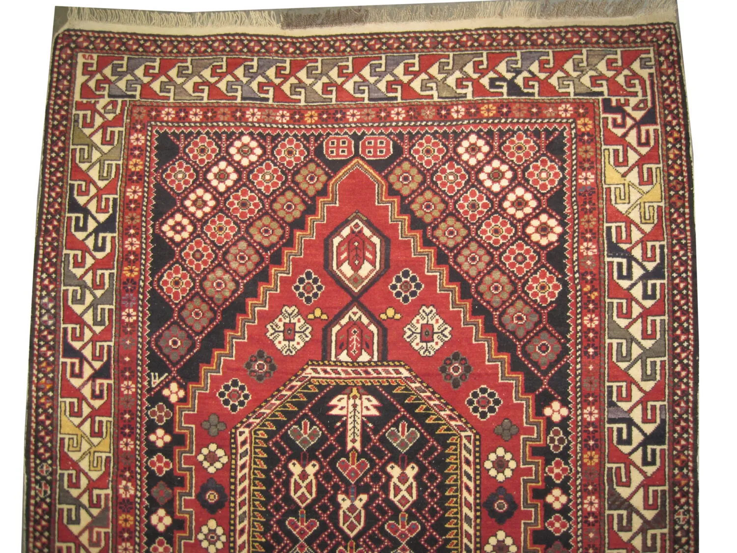 Shirvan Caucasian - Image 2