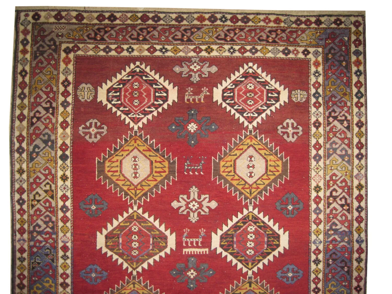 Shirvan Caucasian - Image 2
