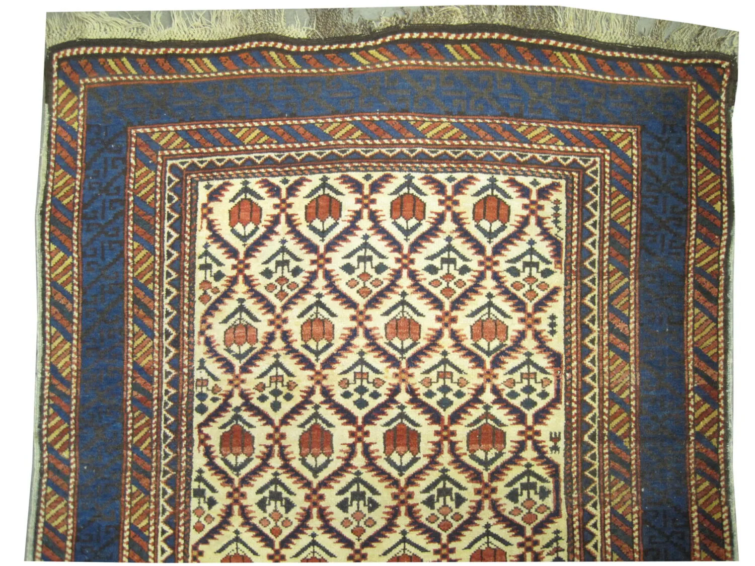 Kouba Caucasian - Image 2