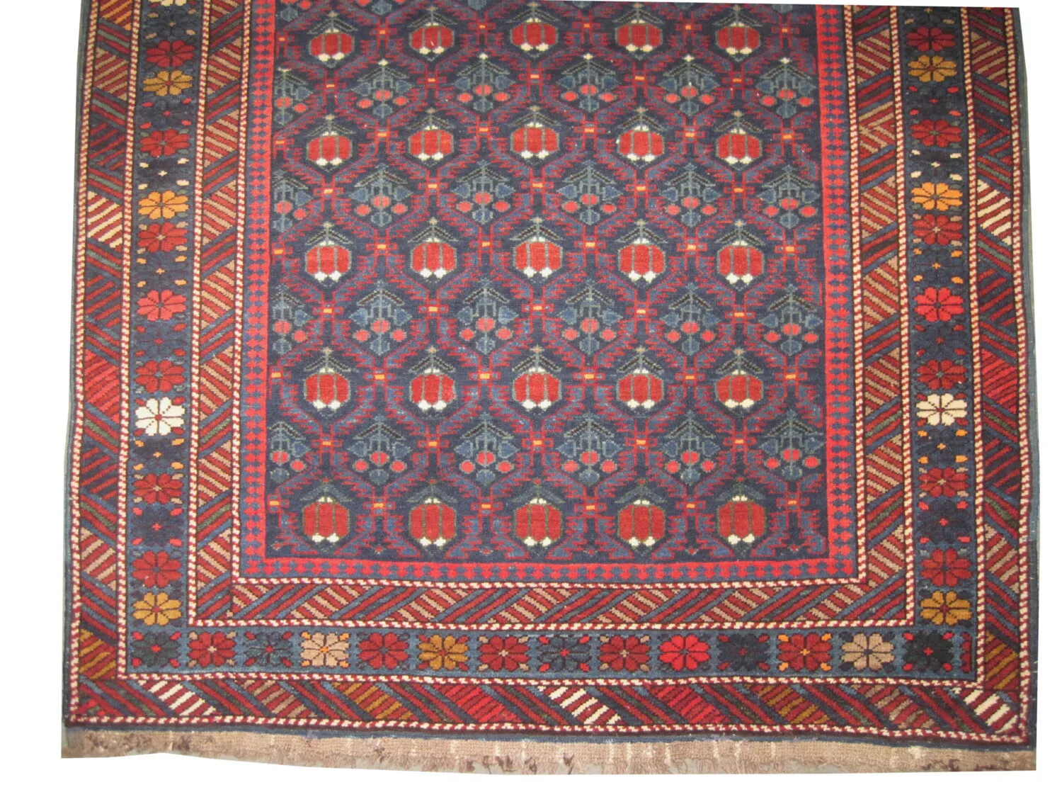 Kouba Caucasian - Image 3