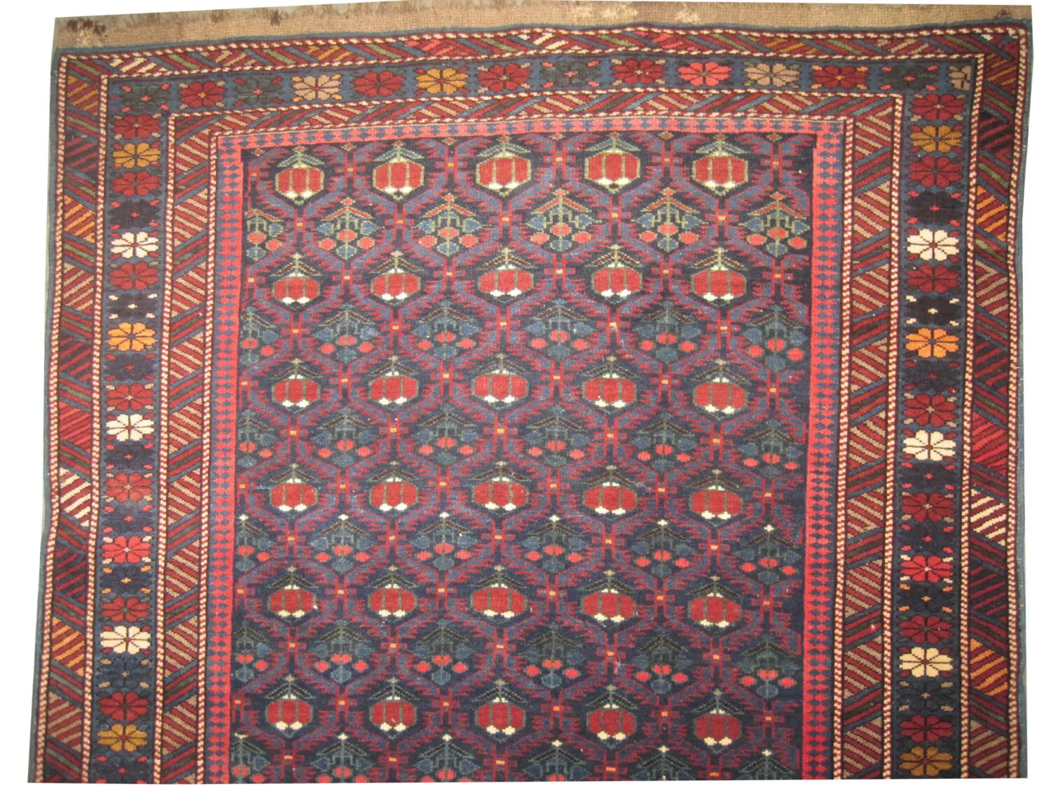 Kouba Caucasian - Image 2