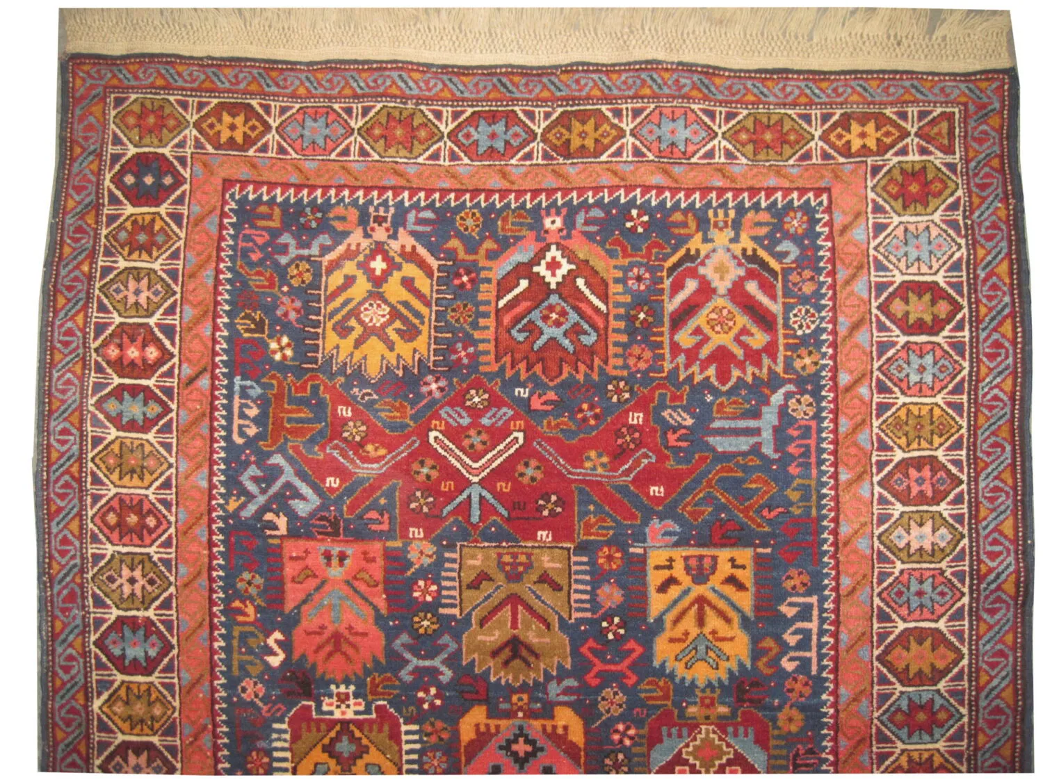 Bidjof Caucasian - Image 2