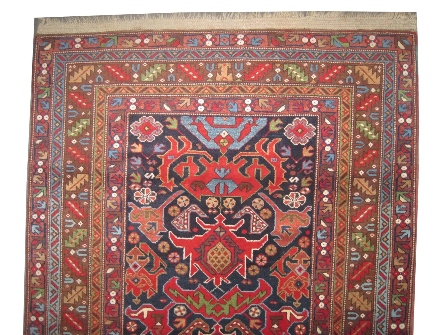 Bidjof Caucasian - Image 2