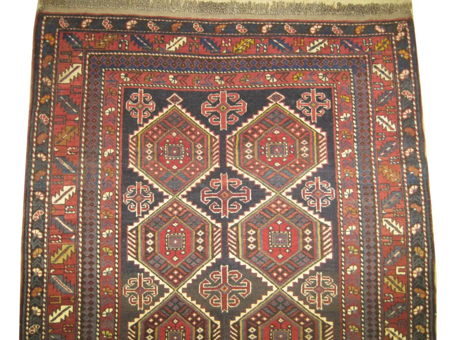Shirvan Caucasian - Image 2