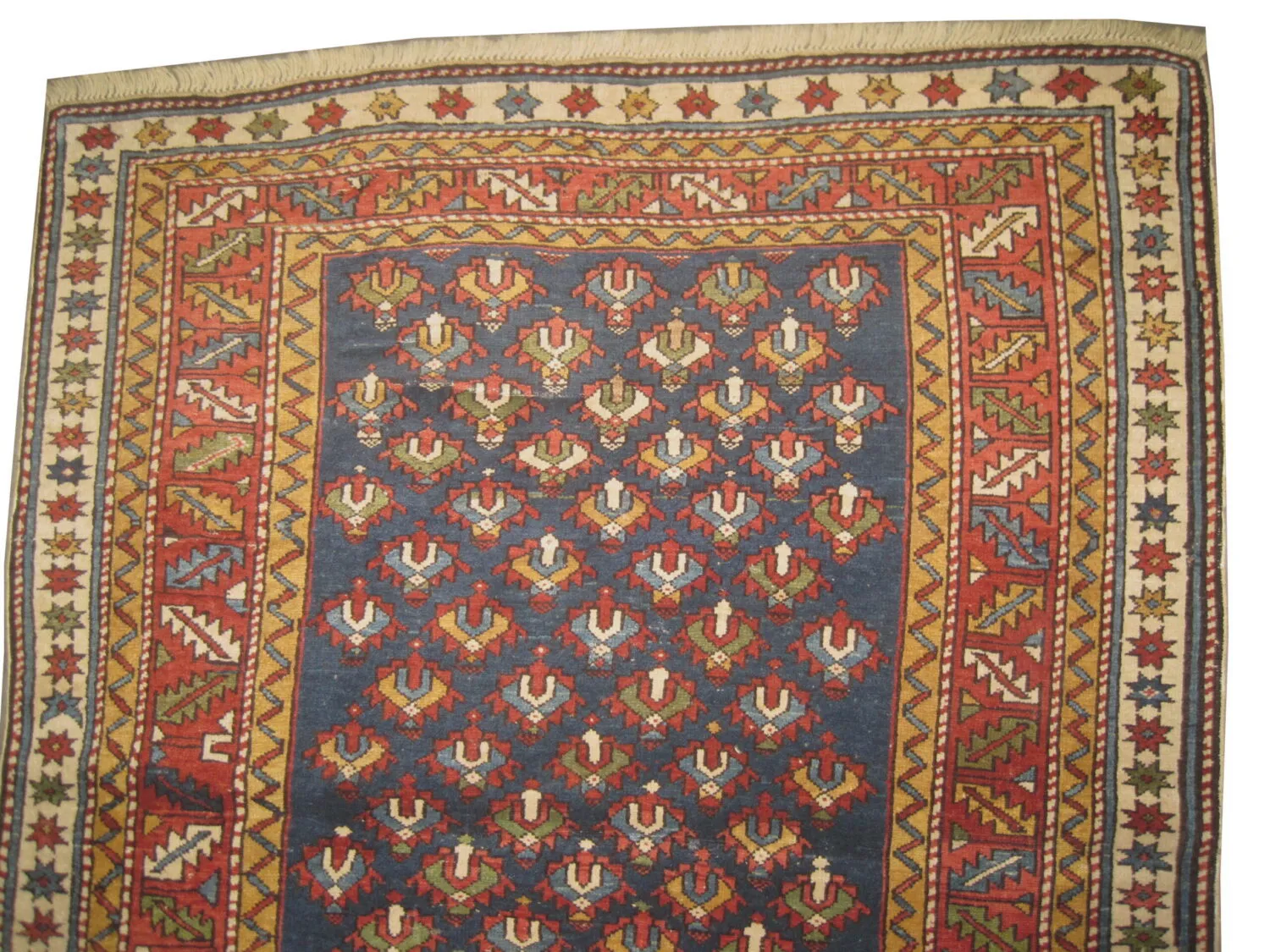 Shirvan Caucasian - Image 2