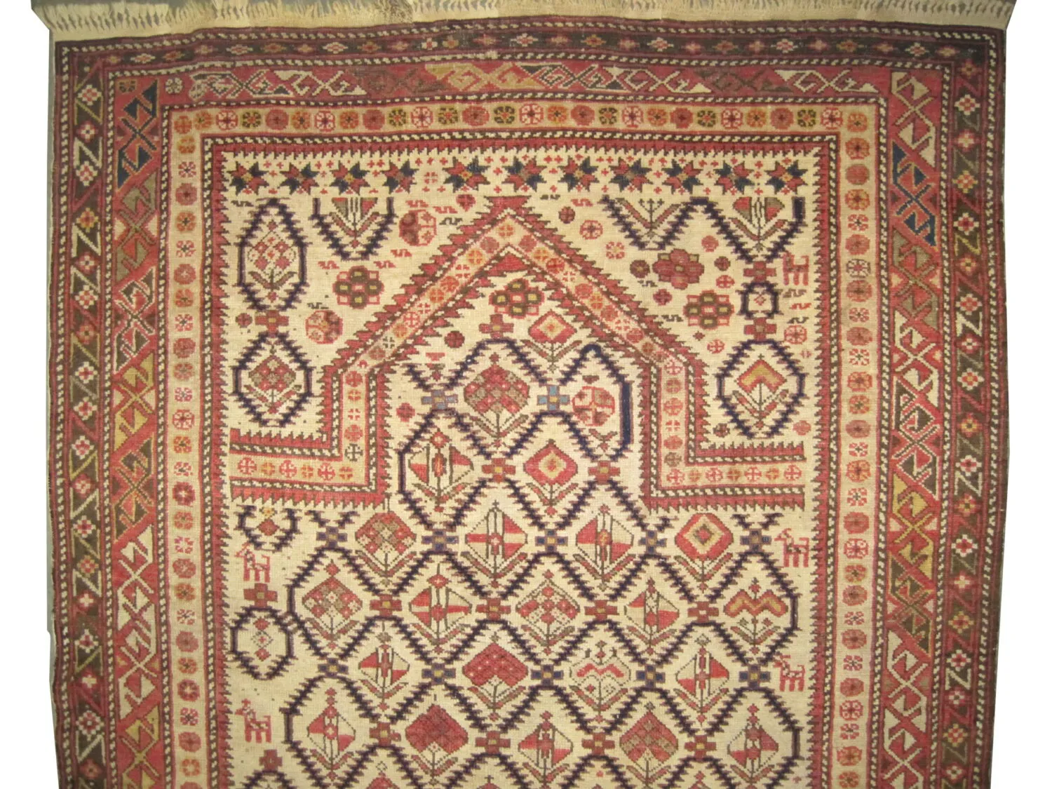 Shirvan Caucasian - Image 3