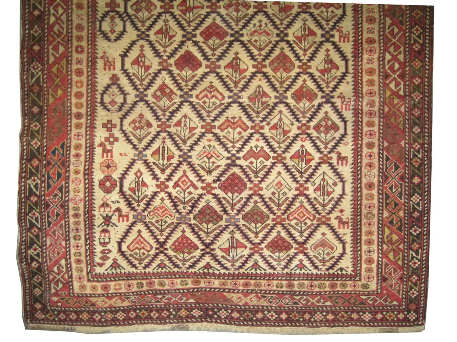 Shirvan Caucasian - Image 2