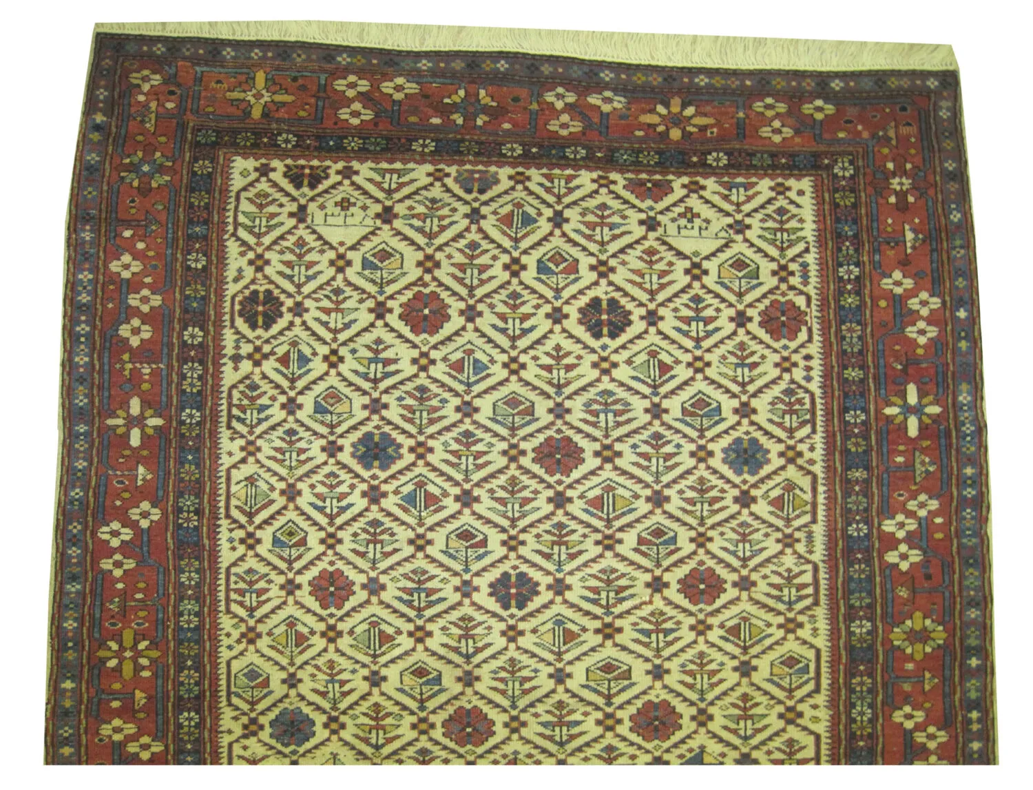 Dagstan Caucasian - Image 3