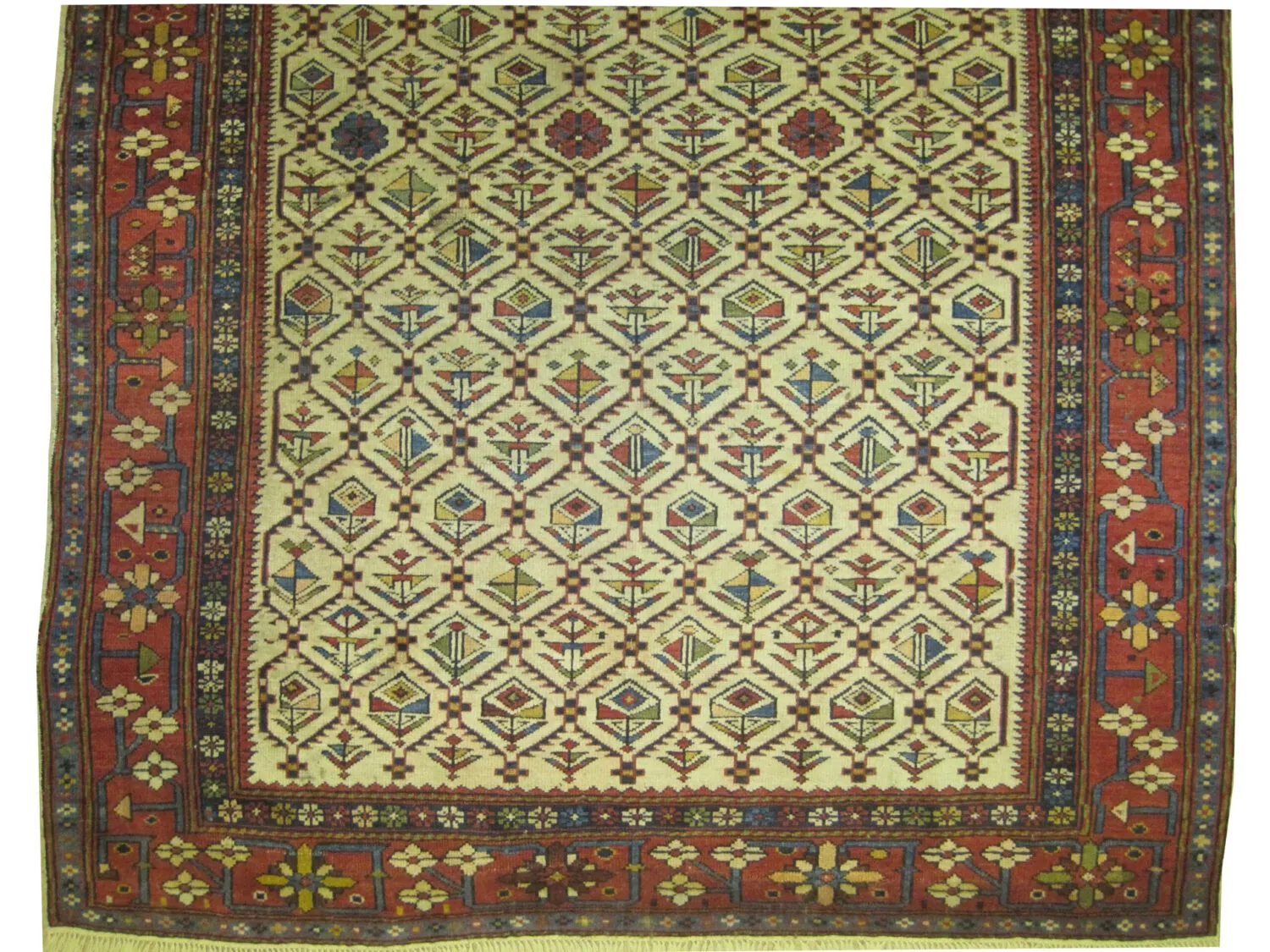 Dagstan Caucasian - Image 2