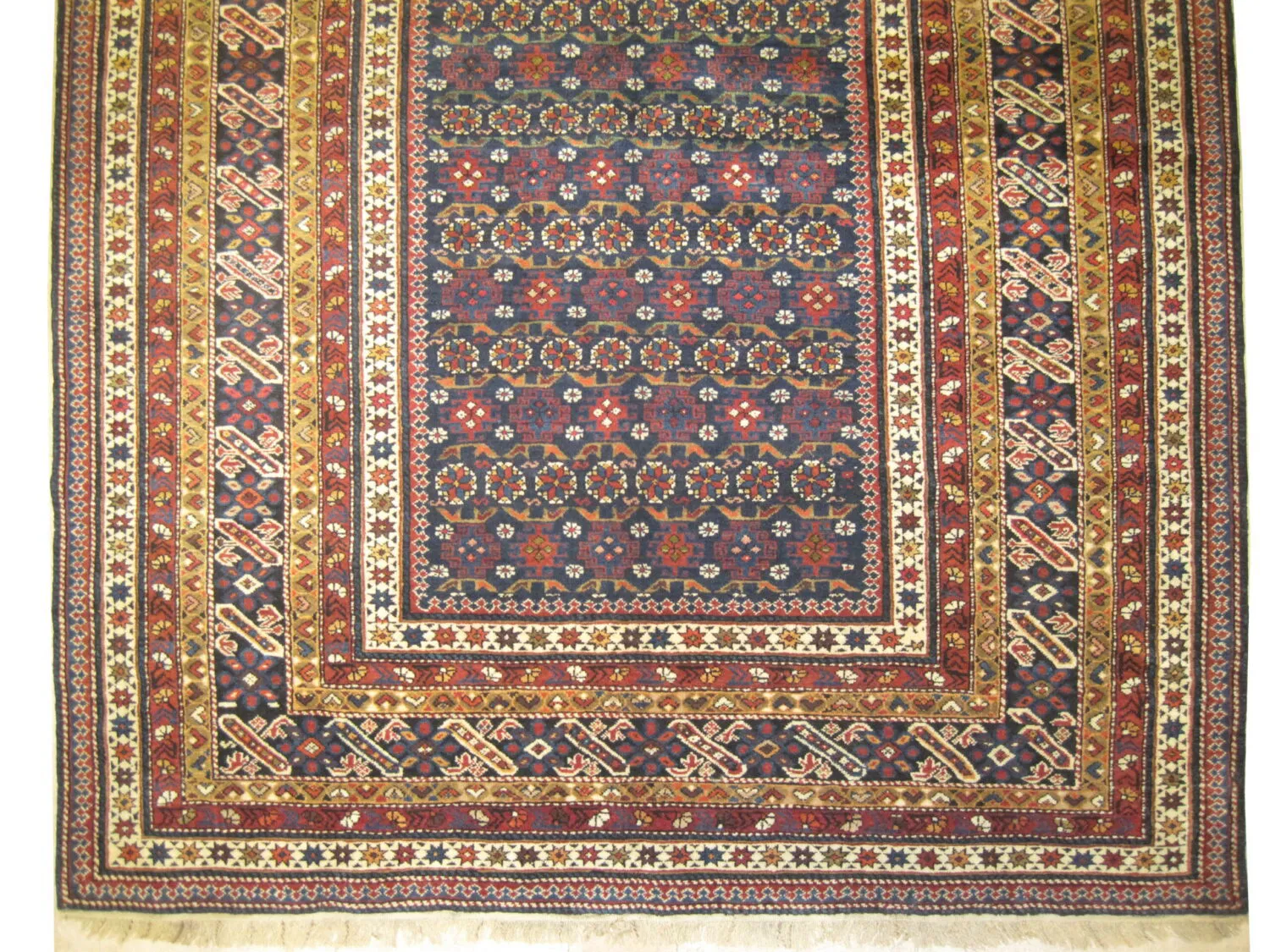 Chichi Caucasian - Image 3