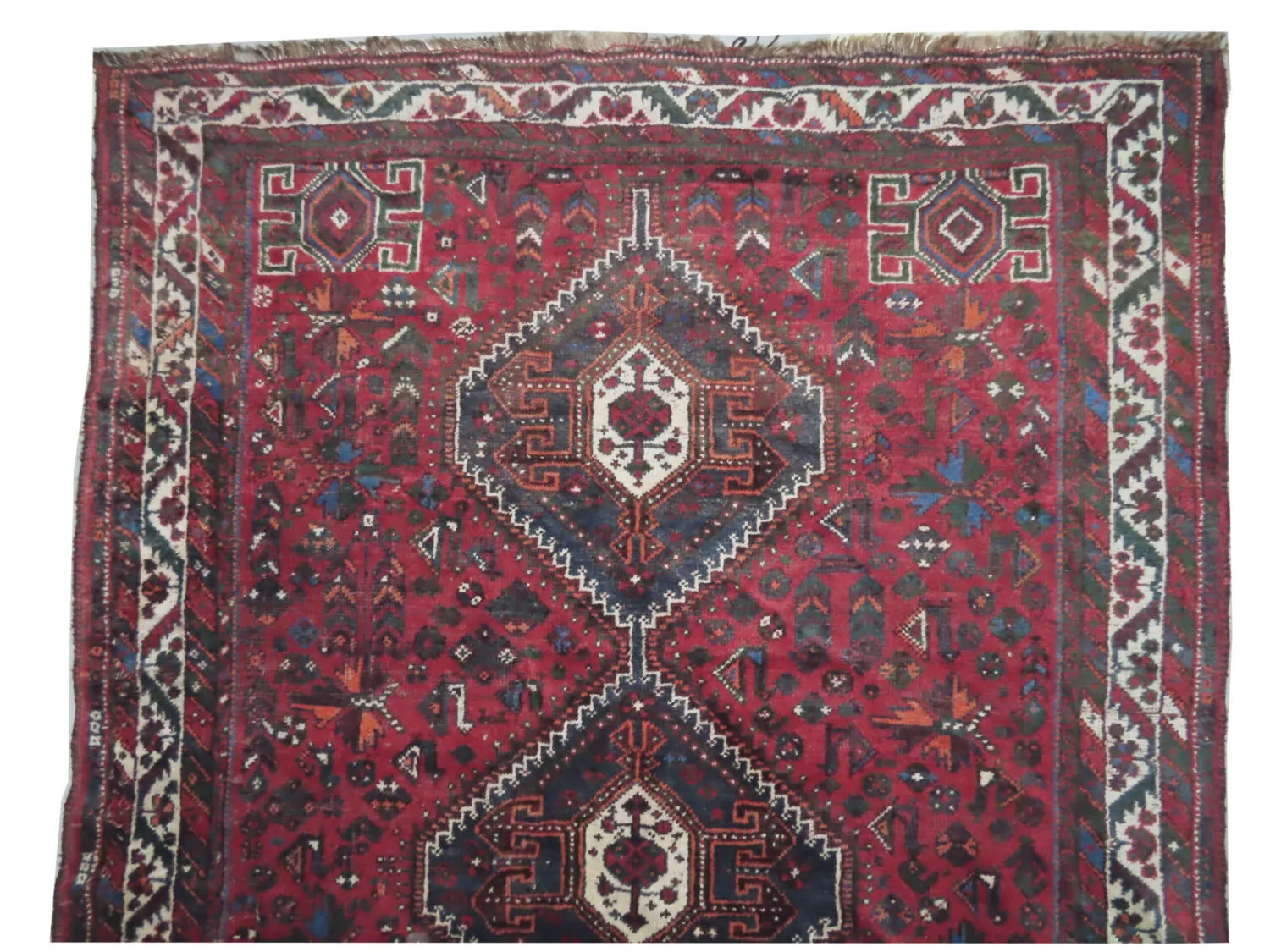 Shiraz Persian - Image 2